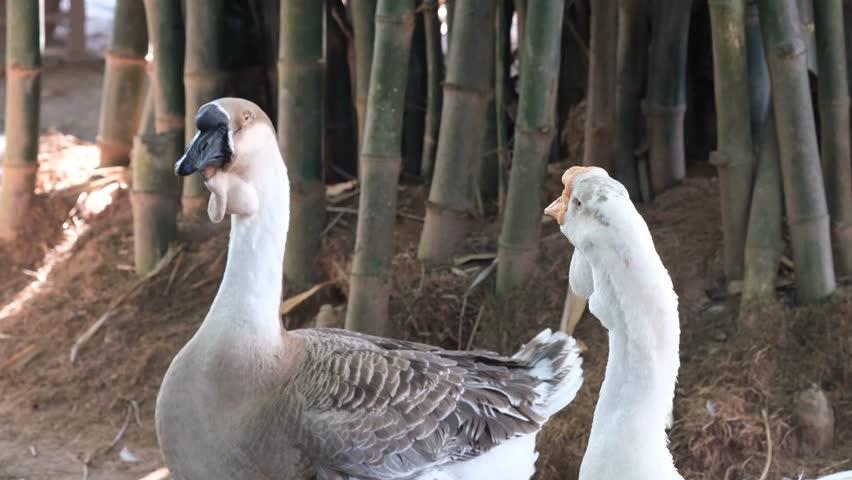 Goslings Canada goose, Brant canadian on green meadow with parents in bright sunlight in woodland area, Two Nile Egyptian Goose, Canadian wildlife, Canada geese swim on the lake.