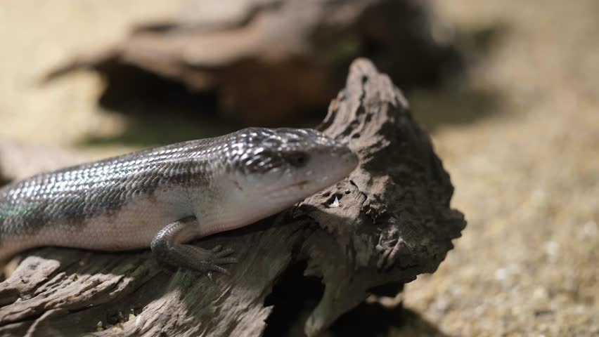 Blue-tongued lizard. Male of European green lizard Lacerta viridis in the garden under bright sun with green background is running away. High quality 4k footage