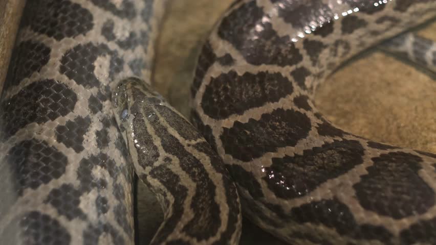 The Burmese python curled up to sleep in the zoo. This is a large snake with an average length, reticulated python coiled up in a knot and waits for a victim.