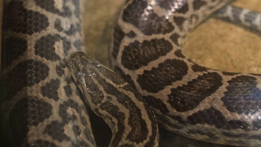 The Burmese python curled up to sleep in the zoo. This is a large snake with an average length, reticulated python coiled up in a knot and waits for a victim.