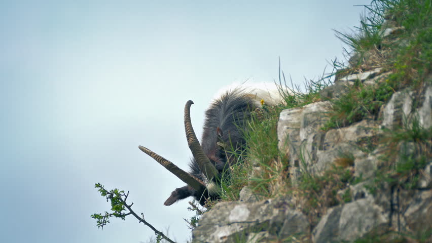 Goat Grazes On Steep Mountainside