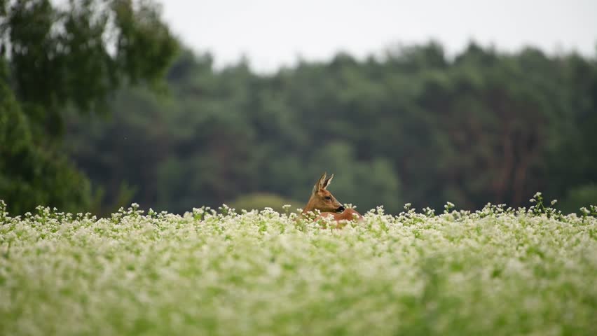 Roe deer eating in a buckwheat field, filmed in the last hours of the evening.