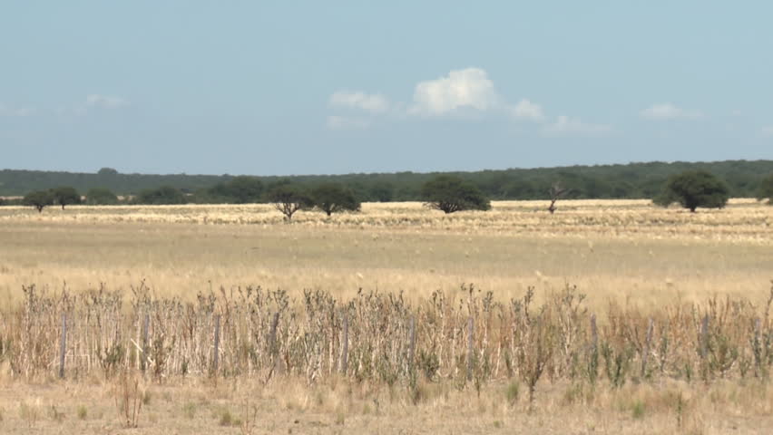 Horizon of Yellow Grass and Grazing Meadow in the Pampas, Argentina