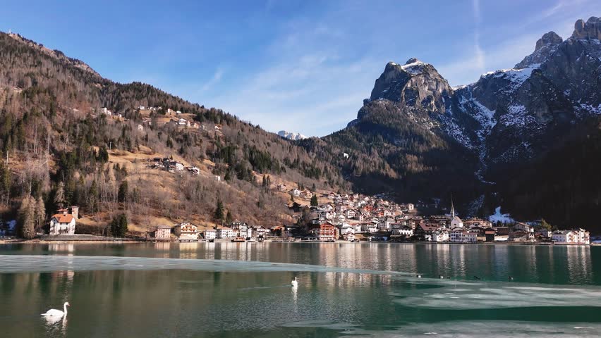 Two swans and a flock of wild ducks swim in Alleghe Lake in winter. Alleghe village and Dolomite mountins are in the background