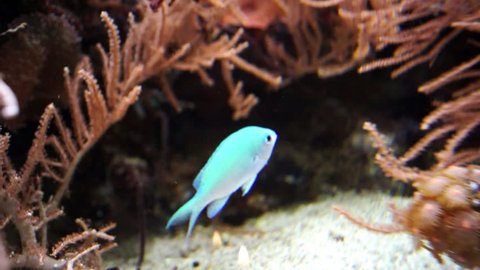 Blue fish in coral reef