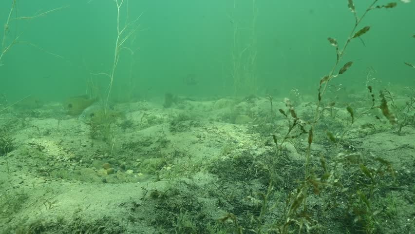 Multiple Bluegill Lepomis macrochirus on spawning beds