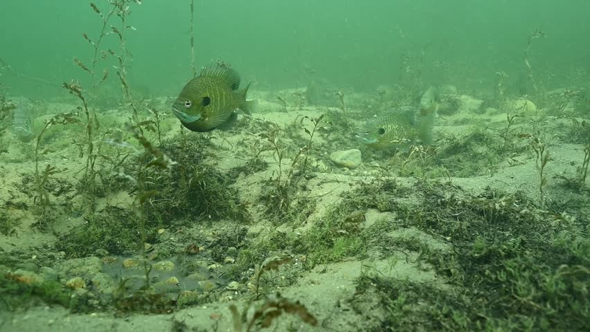 Multiple Bluegill Lepomis macrochirus on spawning beds