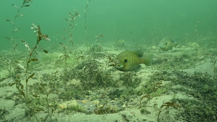 Multiple Bluegill Lepomis macrochirus on spawning beds