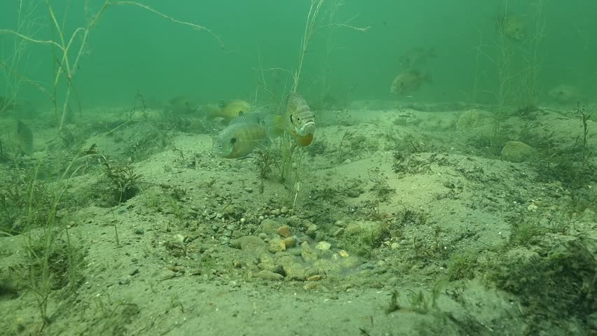Multiple Bluegill Lepomis macrochirus on spawning beds