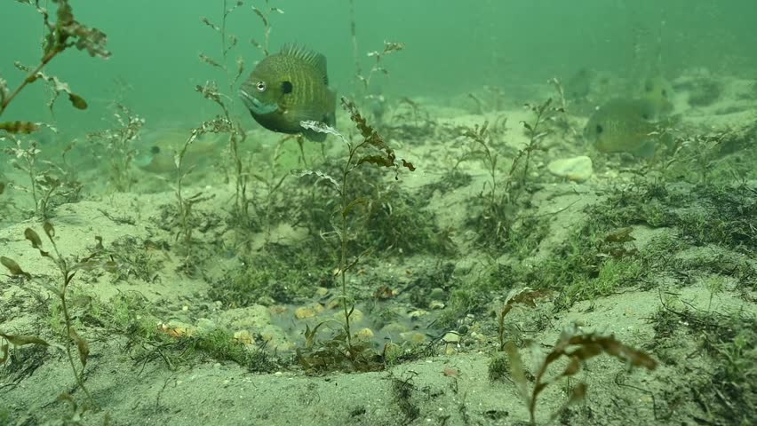 Multiple Bluegill Lepomis macrochirus on spawning beds