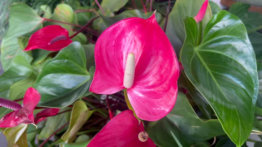 Red Anthurium Lily also known as anthurium, tailflower, Flamingo flower,pigtail plant, and laceleaf. 