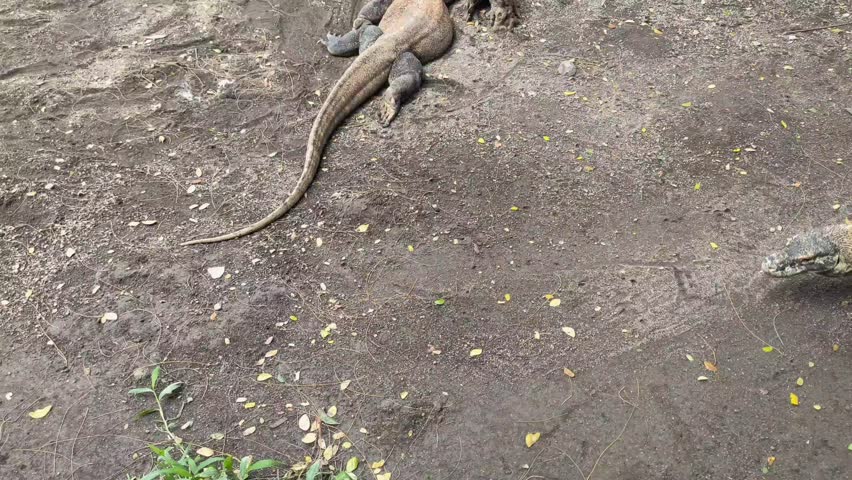 A Komodo dragon walking on a dirt surface in a zoo environment, showcasing its textured scales and powerful physique in a naturalistic setting.