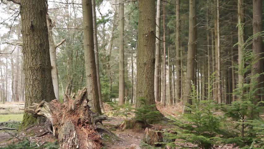 Amberwood, New Forest, United Kingdom. Old fallen tree in foreground 1.