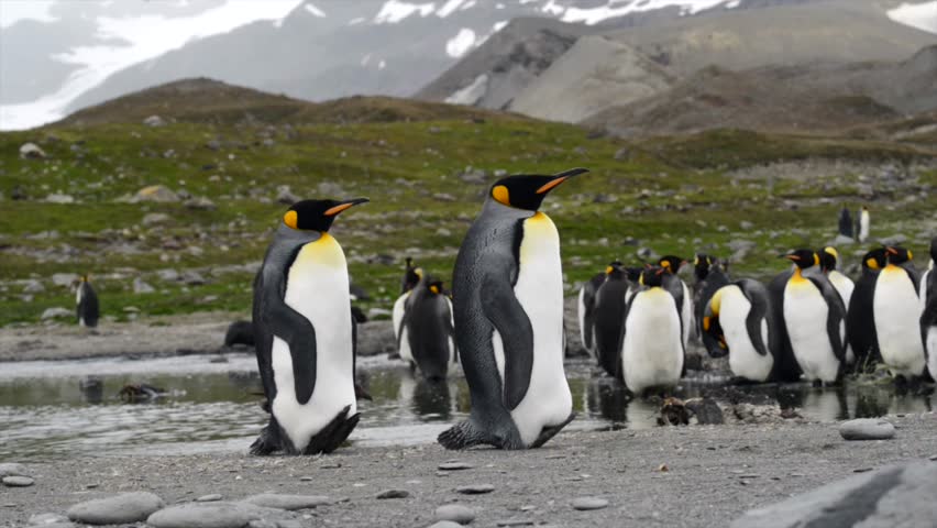 King Penguin colony in Antarctica, enjoying a sunny day