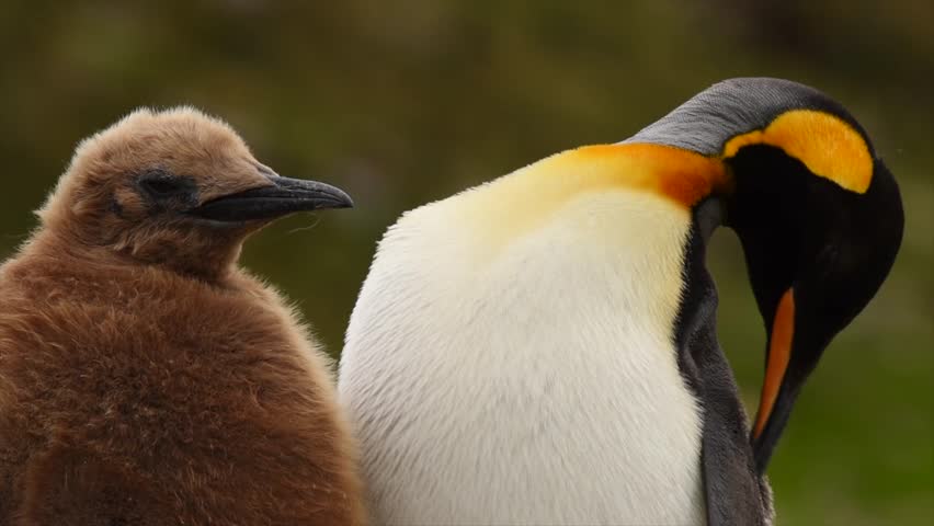 King Penguin Mother and chick grooming in Antartica, close up shot