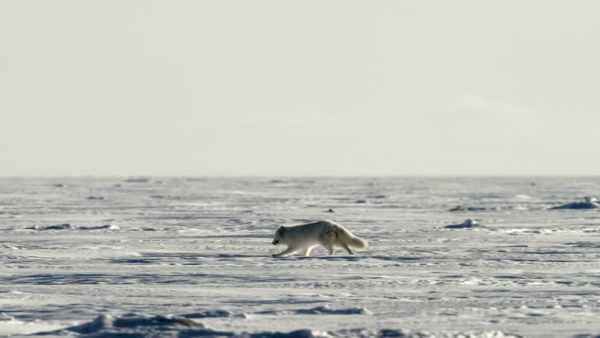 White Arctic Fox walking in the frozen plains of the North Pole