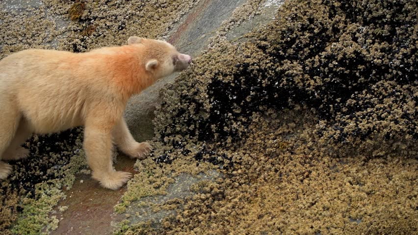 Spirit Bear eating at Great bear rainforest, British Columbia, Canada