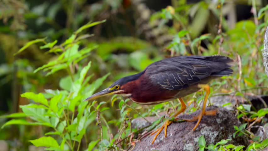 Green Heron standing by a water source in Costa Rica
