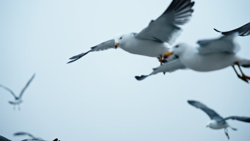 A flock of seagulls flying in the sky