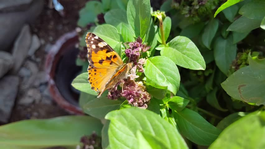 Close up Vanessa Annabella orange butterfly insect animal background 