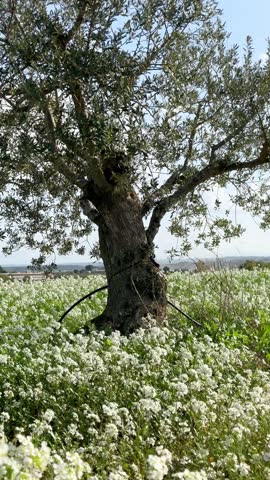 Scenic view of a rural field with flowers and grass swaying in the breeze, a tree visible in the background, and moving clouds in the sky, symbolizing sustainability and renewable energy concepts
