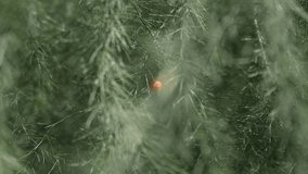 Tiny red seed in feathery green foliage.
Video footage of a small, bright red seed or berry suspended among the delicate needle-like fronds of an asparagus fern. - Powered by Shutterstock - Get 15% off with code: PIKWIZARD15