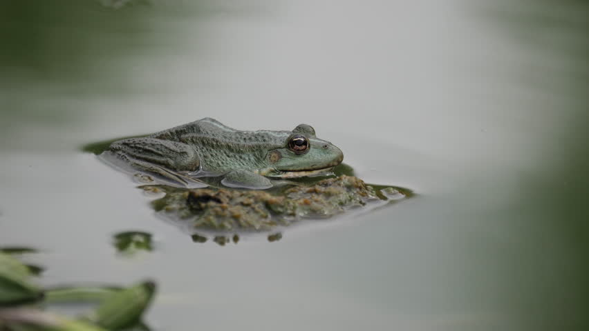 Bullfrog on stone in rippling water jumps underwater.
Video footage of a serene bullfrog perched on a submerged rock in clear water.