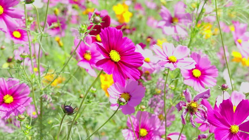 Slow motion video. Cosmos flower fields in winter in Thailand.