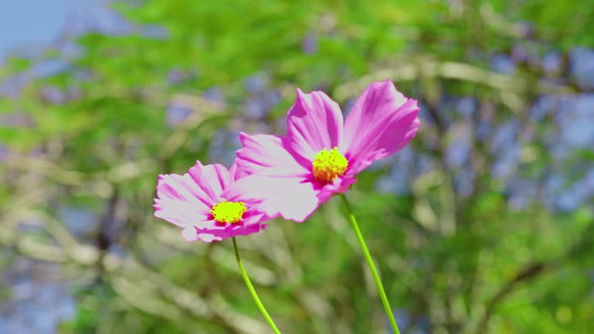 Slow motion video. Cosmos flower fields in winter in Thailand.