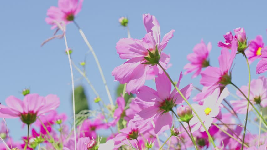 Slow motion video. Cosmos flower fields in winter in Thailand.