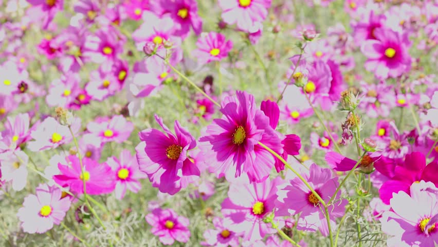 Slow motion video. Cosmos flower fields in winter in Thailand.