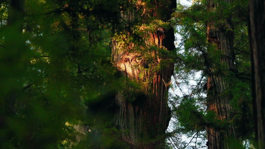 Low-angle sunlight filters through the dense forest, casting a warm glow on the rugged bark of a towering redwood tree, illuminating the intricate textures and enhancing the natural beauty of the scen