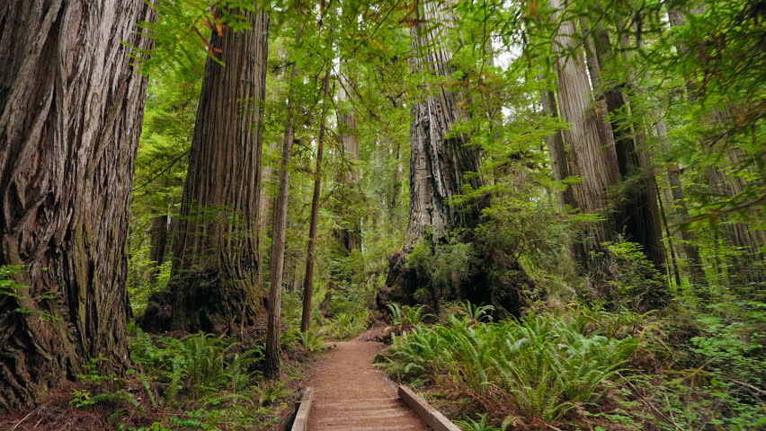 A peaceful journey through the majestic Redwood Forest trails, with towering trees, soft light filtering through the canopy, and the soothing sounds of nature accompanying each step.