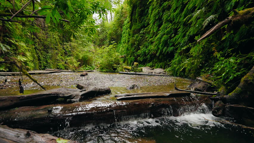 A peaceful forest stream gently flows through Fern Canyon in the Redwoods, surrounded by lush ferns, towering trees, and the quiet sounds of nature creating a serene atmosphere.