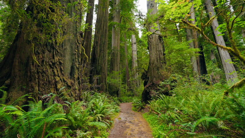 A peaceful stroll through the towering, ancient redwood trees, feeling the awe of nature