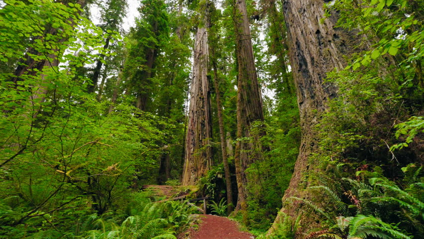 A calm and scenic walk through the redwood forest, where the towering trees create a peaceful atmosphere, and nature