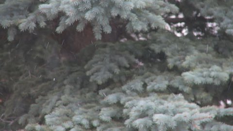 Light snow on pine tree