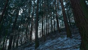 A serene forest scene lit by sunlight where melting snow falls as dense water droplets from branches, highlighting a tranquil winter transition. Captured in 4K ProRes Rec.709. - Powered by Shutterstock - Get 15% off with code: PIKWIZARD15