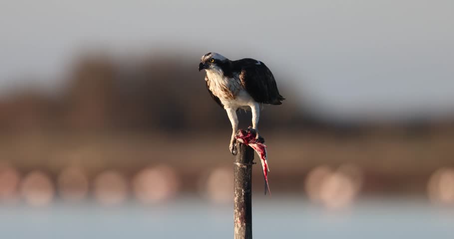 Osprey (Pandion haliaetus) in the Sardinian marshes. Italy.
