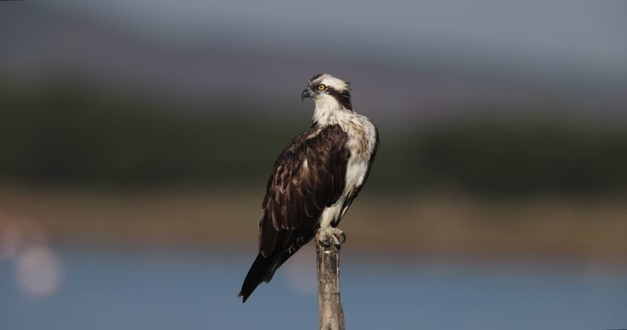 Osprey (Pandion haliaetus) in the Sardinian marshes. Italy.
