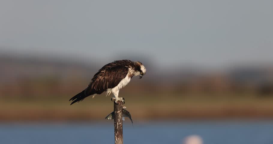 Osprey (Pandion haliaetus) in the Sardinian marshes. Italy.
