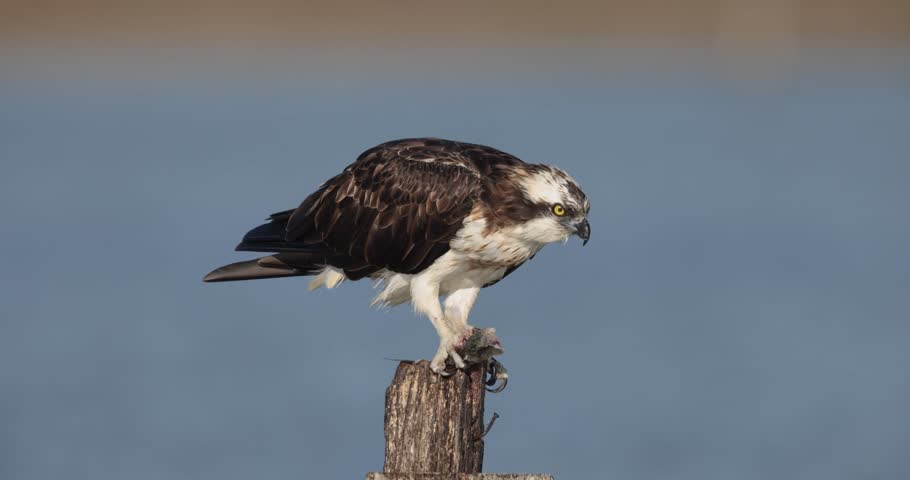 Osprey (Pandion haliaetus) in the Sardinian marshes. Italy.
