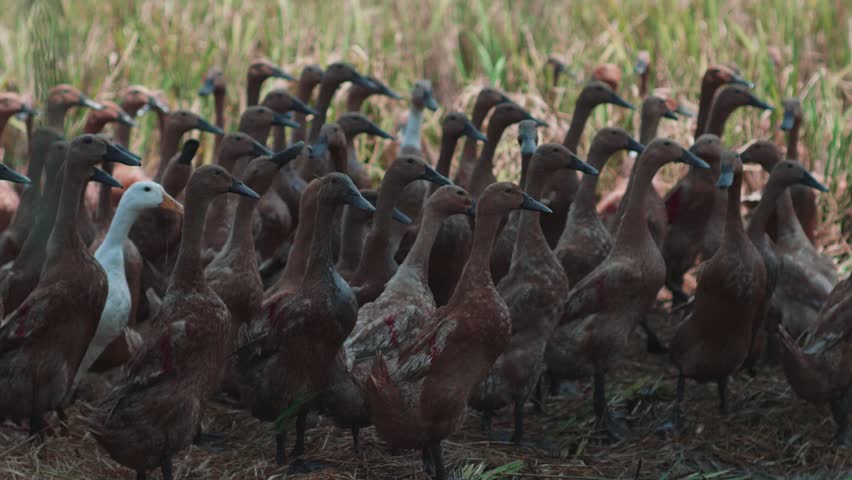 a group of ducks are looking for food in the rice fields