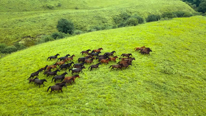 Aerial drone view of herd of horses on high alpine meadows. High quality 4k footage