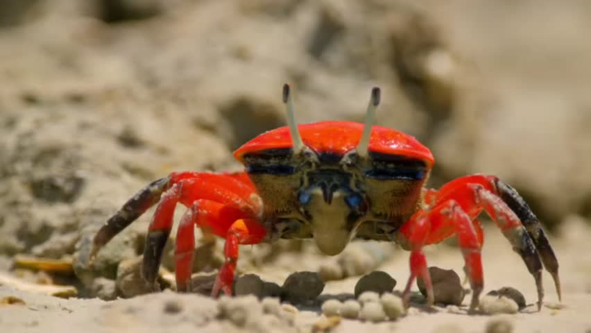 Close up of fiddler crabs or Ghost crab (Ocypodidae) foraging and sifting minerals on the muddy tidal flat, Northern Australia.