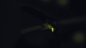 Fireflies sticking to leaves and glowing. By emitting light. This display, flashing for courtship and mating, of fireflies in the mangrove trees. - Powered by Shutterstock - Get 15% off with code: PIKWIZARD15