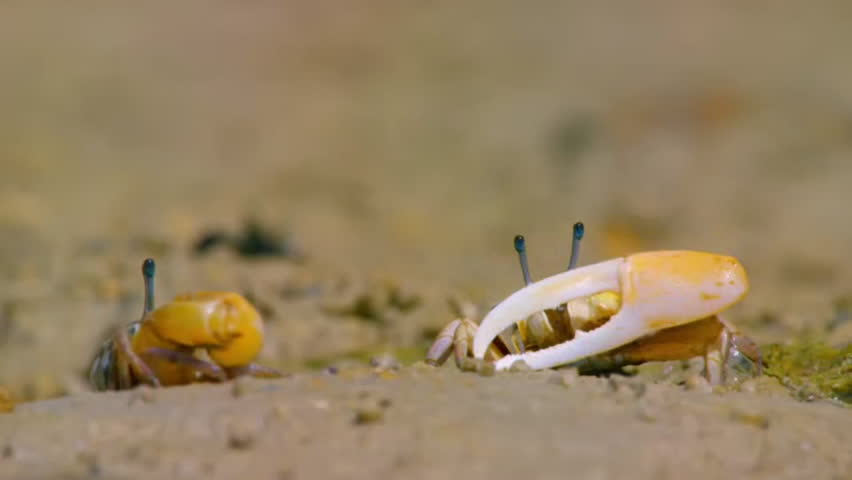 Close up of Male fiddler crabs or Ghost crab (Ocypodidae) display the claw and fight to protect their small patch of beach from intruders on the muddy tidal flat, Northern Australia.
