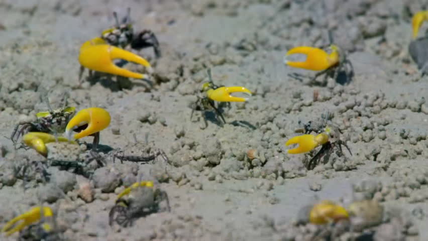 Close up of Male fiddler crabs waving with large claw in courtship display on the muddy tidal flat, Raja Ampat, Indonesia.
