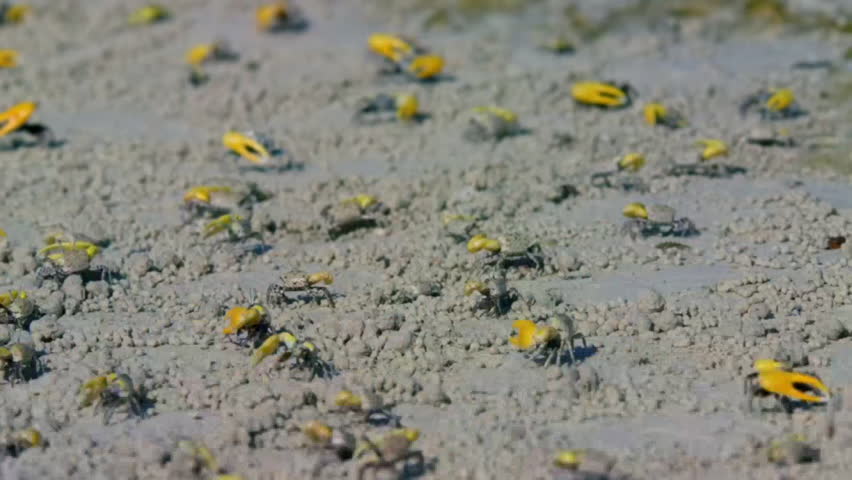 Close up of Male fiddler crabs waving with large claw in courtship display on the muddy tidal flat, Raja Ampat, Indonesia.