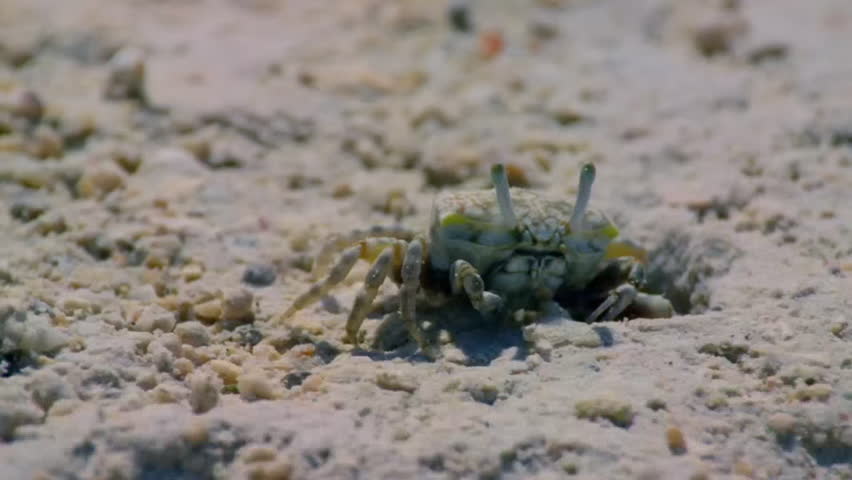 Close up of Male fiddler crabs waving with large claw in courtship display on the muddy tidal flat, Raja Ampat, Indonesia.